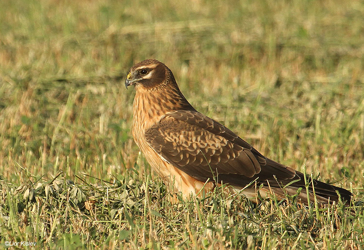   Hen Harrier Circus cyaneus ,Beit Shean valley 14-11-10 Lior Kislev